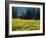 Wildflowers and Trees, Wasatch-Cache National Forest, Utah, USA-Scott T^ Smith-Framed Photographic Print