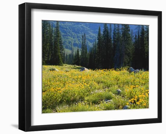 Wildflowers and Trees, Wasatch-Cache National Forest, Utah, USA-Scott T^ Smith-Framed Photographic Print