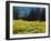 Wildflowers and Trees, Wasatch-Cache National Forest, Utah, USA-Scott T^ Smith-Framed Photographic Print