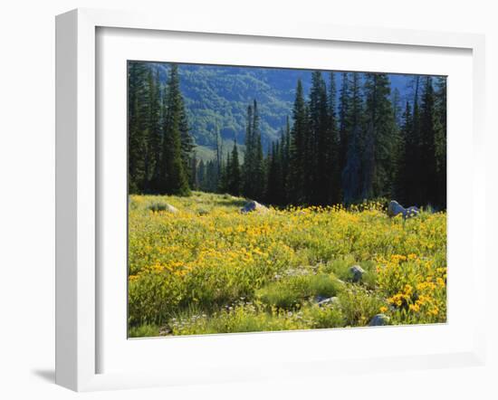 Wildflowers and Trees, Wasatch-Cache National Forest, Utah, USA-Scott T^ Smith-Framed Photographic Print