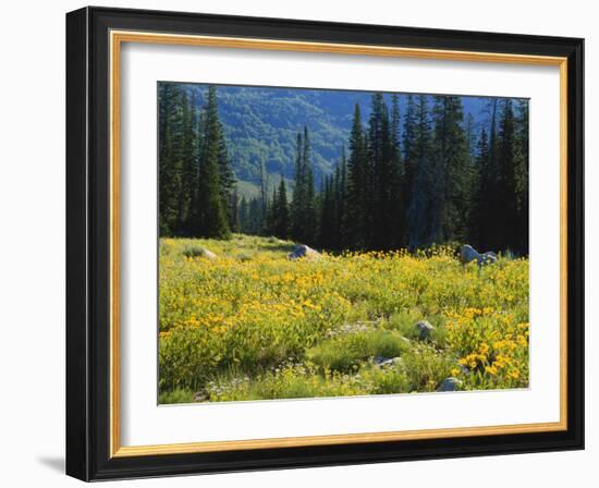 Wildflowers and Trees, Wasatch-Cache National Forest, Utah, USA-Scott T^ Smith-Framed Photographic Print