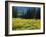 Wildflowers and Trees, Wasatch-Cache National Forest, Utah, USA-Scott T^ Smith-Framed Photographic Print