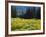 Wildflowers and Trees, Wasatch-Cache National Forest, Utah, USA-Scott T^ Smith-Framed Photographic Print