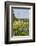 Wildflowers and Windmill in Texas Hill Country, Texas, USA-Larry Ditto-Framed Photographic Print