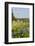 Wildflowers and Windmill in Texas Hill Country, Texas, USA-Larry Ditto-Framed Photographic Print