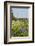 Wildflowers and Windmill in Texas Hill Country, Texas, USA-Larry Ditto-Framed Photographic Print