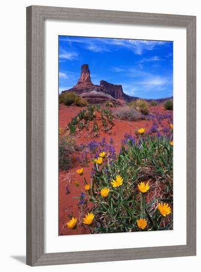 Wildflowers at Dead Horse Point-Paul Souders-Framed Photographic Print