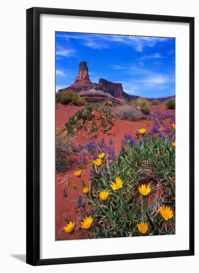 Wildflowers at Dead Horse Point-Paul Souders-Framed Photographic Print