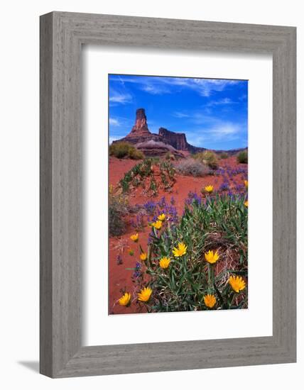 Wildflowers at Dead Horse Point-Paul Souders-Framed Photographic Print