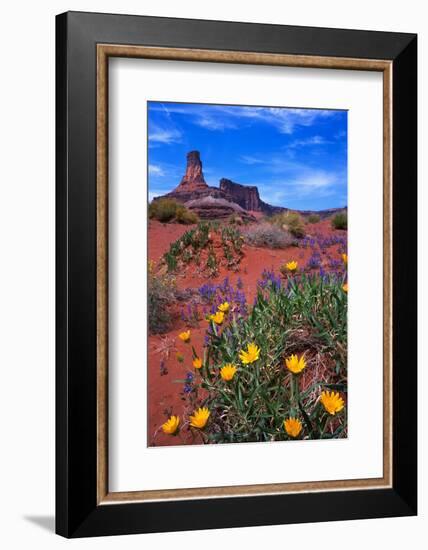 Wildflowers at Dead Horse Point-Paul Souders-Framed Photographic Print