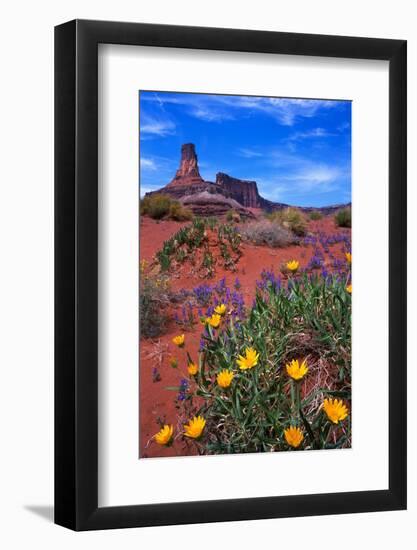 Wildflowers at Dead Horse Point-Paul Souders-Framed Photographic Print