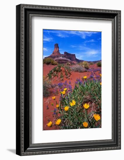 Wildflowers at Dead Horse Point-Paul Souders-Framed Photographic Print