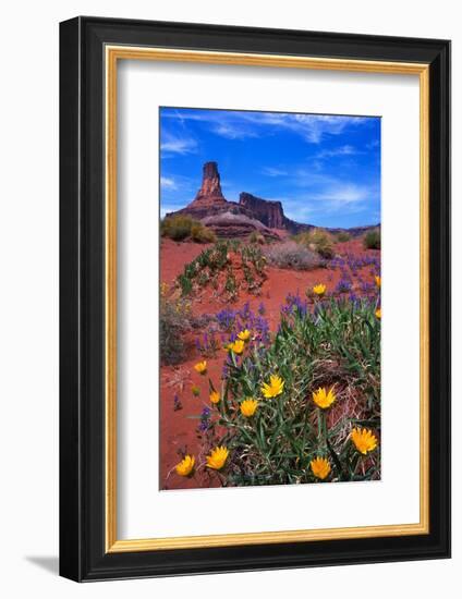 Wildflowers at Dead Horse Point-Paul Souders-Framed Photographic Print