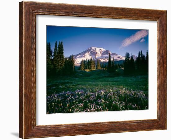 Wildflowers at Mt Rainier, Mt Rainier National Park, Washington State, Usa-null-Framed Photographic Print