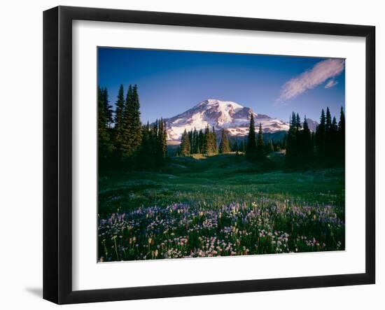 Wildflowers at Mt Rainier, Mt Rainier National Park, Washington State, Usa-null-Framed Photographic Print