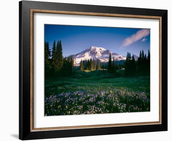 Wildflowers at Mt Rainier, Mt Rainier National Park, Washington State, Usa-null-Framed Photographic Print