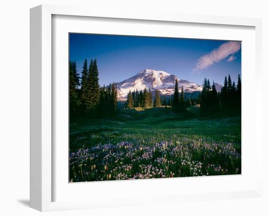 Wildflowers at Mt Rainier, Mt Rainier National Park, Washington State, Usa-null-Framed Photographic Print