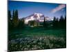 Wildflowers at Mt Rainier, Mt Rainier National Park, Washington State, Usa-null-Mounted Photographic Print