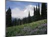 Wildflowers at Paradise Meadow-James Randklev-Mounted Photographic Print