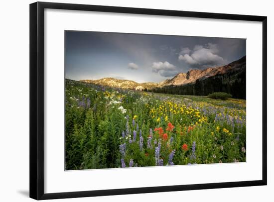 Wildflowers At Peak Season In Albion Basin-Lindsay Daniels-Framed Photographic Print