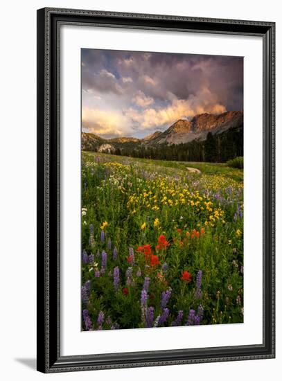 Wildflowers At Peak Season In Albion Basin-Lindsay Daniels-Framed Photographic Print