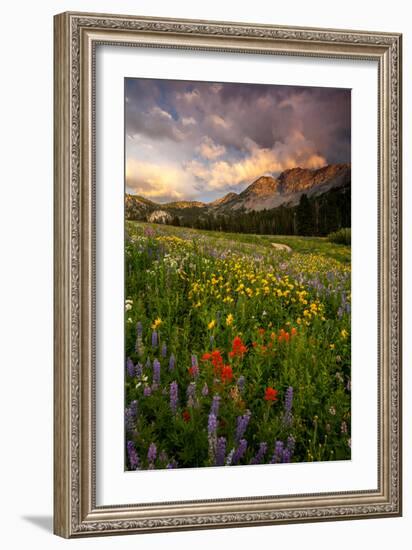 Wildflowers At Peak Season In Albion Basin-Lindsay Daniels-Framed Photographic Print