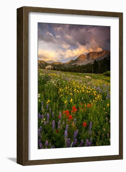 Wildflowers At Peak Season In Albion Basin-Lindsay Daniels-Framed Photographic Print