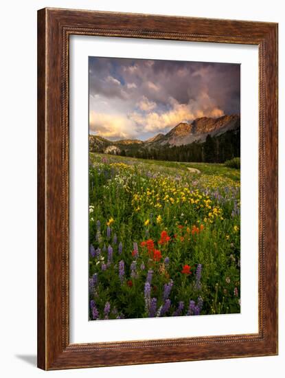 Wildflowers At Peak Season In Albion Basin-Lindsay Daniels-Framed Photographic Print