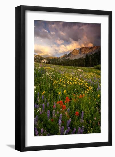 Wildflowers At Peak Season In Albion Basin-Lindsay Daniels-Framed Photographic Print