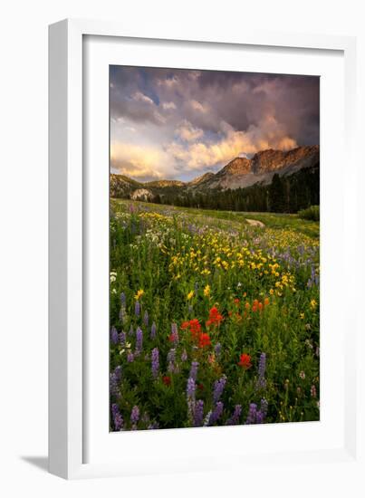 Wildflowers At Peak Season In Albion Basin-Lindsay Daniels-Framed Photographic Print