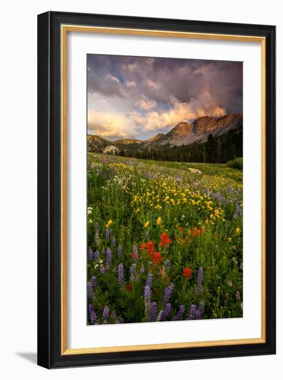 Wildflowers At Peak Season In Albion Basin-Lindsay Daniels-Framed Photographic Print