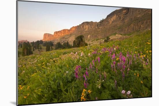 Wildflowers At Sunrise On The Death Canyon Shelf. Grand Teton National Park, Wyoming-Austin Cronnelly-Mounted Photographic Print