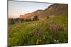Wildflowers At Sunrise On The Death Canyon Shelf. Grand Teton National Park, Wyoming-Austin Cronnelly-Mounted Photographic Print