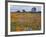 Wildflowers, Avenales Wildlife Area, Santa Margarita, California, USA-Charles Gurche-Framed Photographic Print