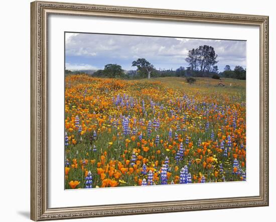 Wildflowers, Avenales Wildlife Area, Santa Margarita, California, USA-Charles Gurche-Framed Photographic Print