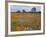 Wildflowers, Avenales Wildlife Area, Santa Margarita, California, USA-Charles Gurche-Framed Photographic Print