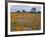 Wildflowers, Avenales Wildlife Area, Santa Margarita, California, USA-Charles Gurche-Framed Photographic Print