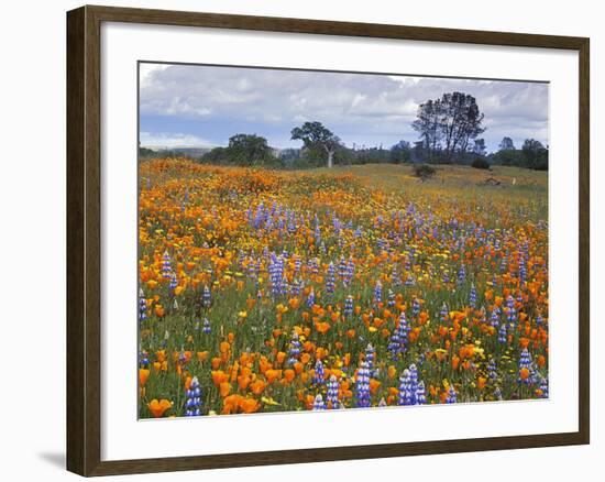 Wildflowers, Avenales Wildlife Area, Santa Margarita, California, USA-Charles Gurche-Framed Photographic Print