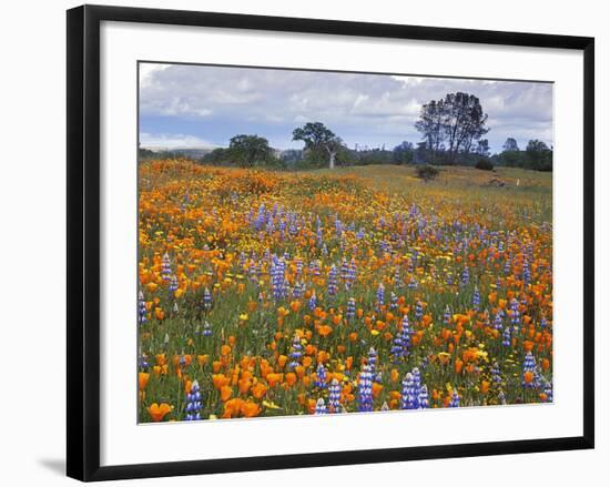 Wildflowers, Avenales Wildlife Area, Santa Margarita, California, USA-Charles Gurche-Framed Photographic Print