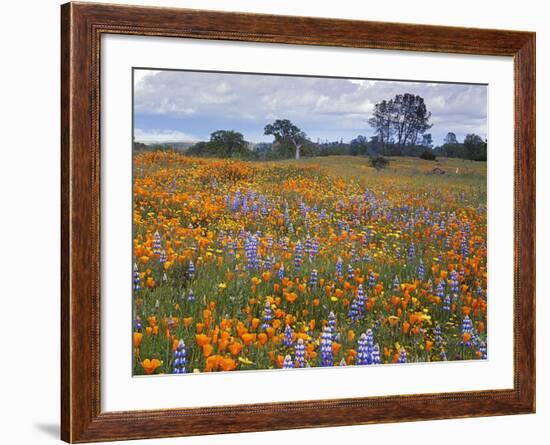 Wildflowers, Avenales Wildlife Area, Santa Margarita, California, USA-Charles Gurche-Framed Photographic Print