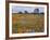 Wildflowers, Avenales Wildlife Area, Santa Margarita, California, USA-Charles Gurche-Framed Photographic Print