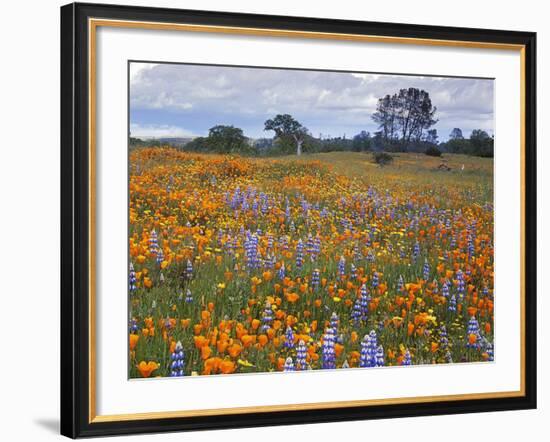 Wildflowers, Avenales Wildlife Area, Santa Margarita, California, USA-Charles Gurche-Framed Photographic Print