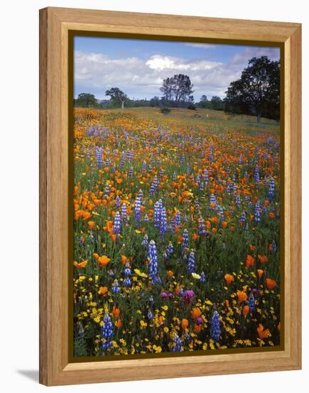 Wildflowers, Avenales Wildlife Area, Santa Margarita, California, USA-Charles Gurche-Framed Premier Image Canvas