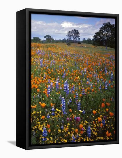 Wildflowers, Avenales Wildlife Area, Santa Margarita, California, USA-Charles Gurche-Framed Premier Image Canvas