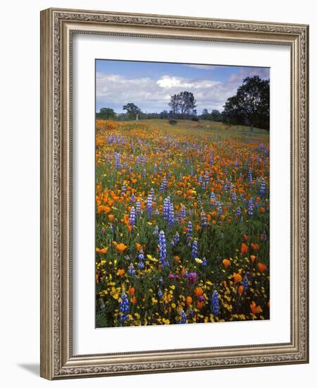 Wildflowers, Avenales Wildlife Area, Santa Margarita, California, USA-Charles Gurche-Framed Photographic Print