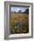 Wildflowers, Avenales Wildlife Area, Santa Margarita, California, USA-Charles Gurche-Framed Photographic Print