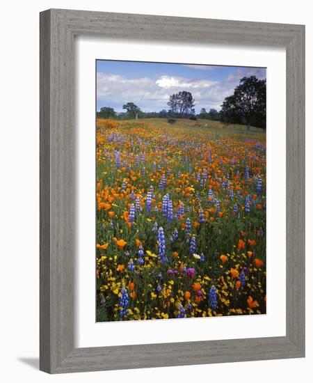 Wildflowers, Avenales Wildlife Area, Santa Margarita, California, USA-Charles Gurche-Framed Photographic Print