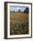 Wildflowers, Avenales Wildlife Area, Santa Margarita, California, USA-Charles Gurche-Framed Photographic Print