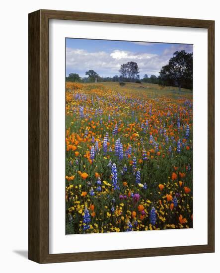 Wildflowers, Avenales Wildlife Area, Santa Margarita, California, USA-Charles Gurche-Framed Photographic Print