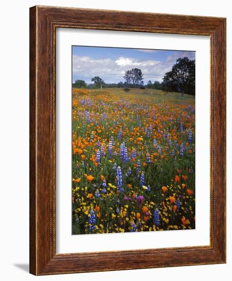 Wildflowers, Avenales Wildlife Area, Santa Margarita, California, USA-Charles Gurche-Framed Photographic Print